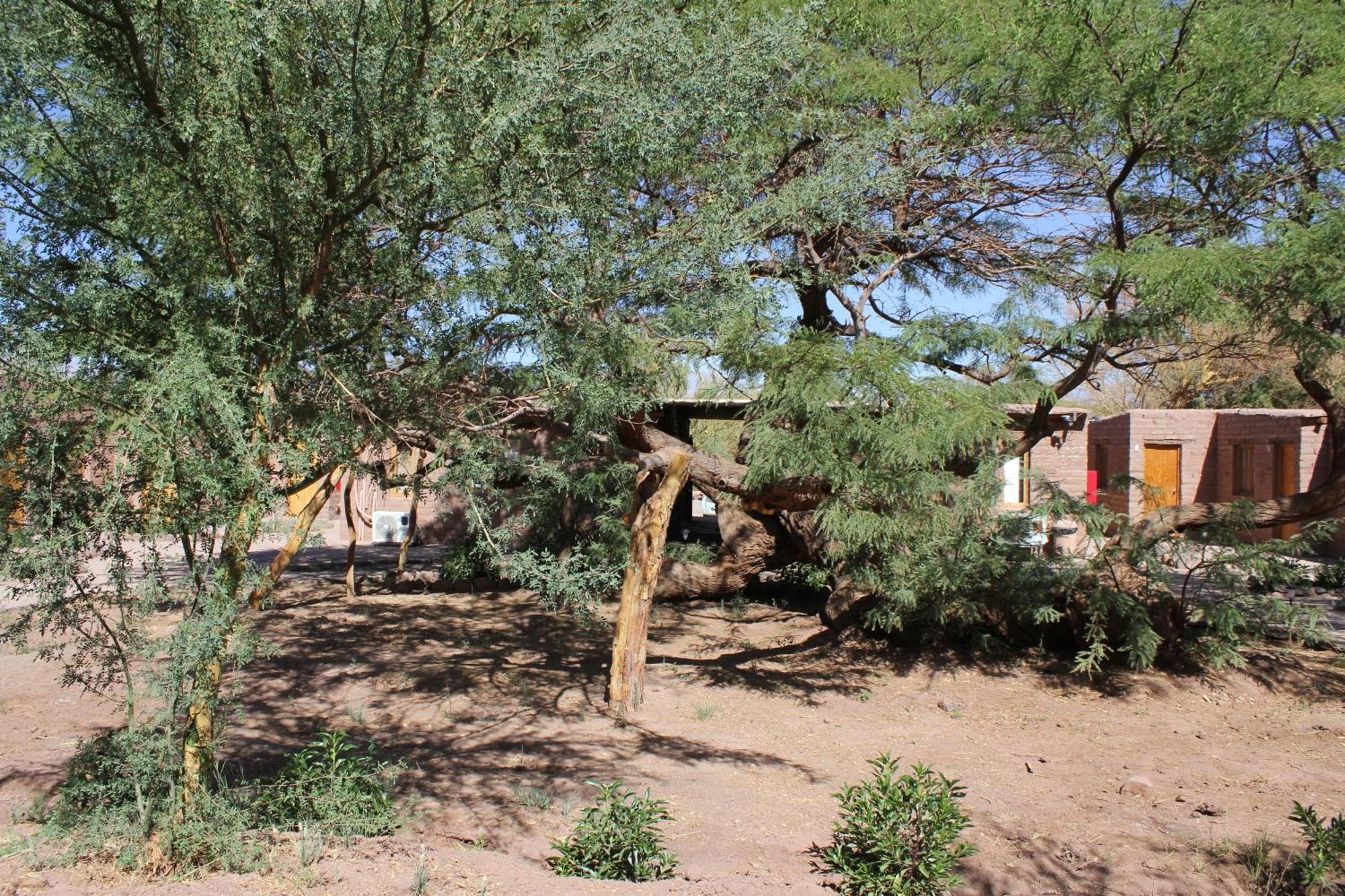 Hotel Casa Don Esteban San Pedro de Atacama Dış mekan fotoğraf